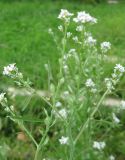 Lepidium sativum