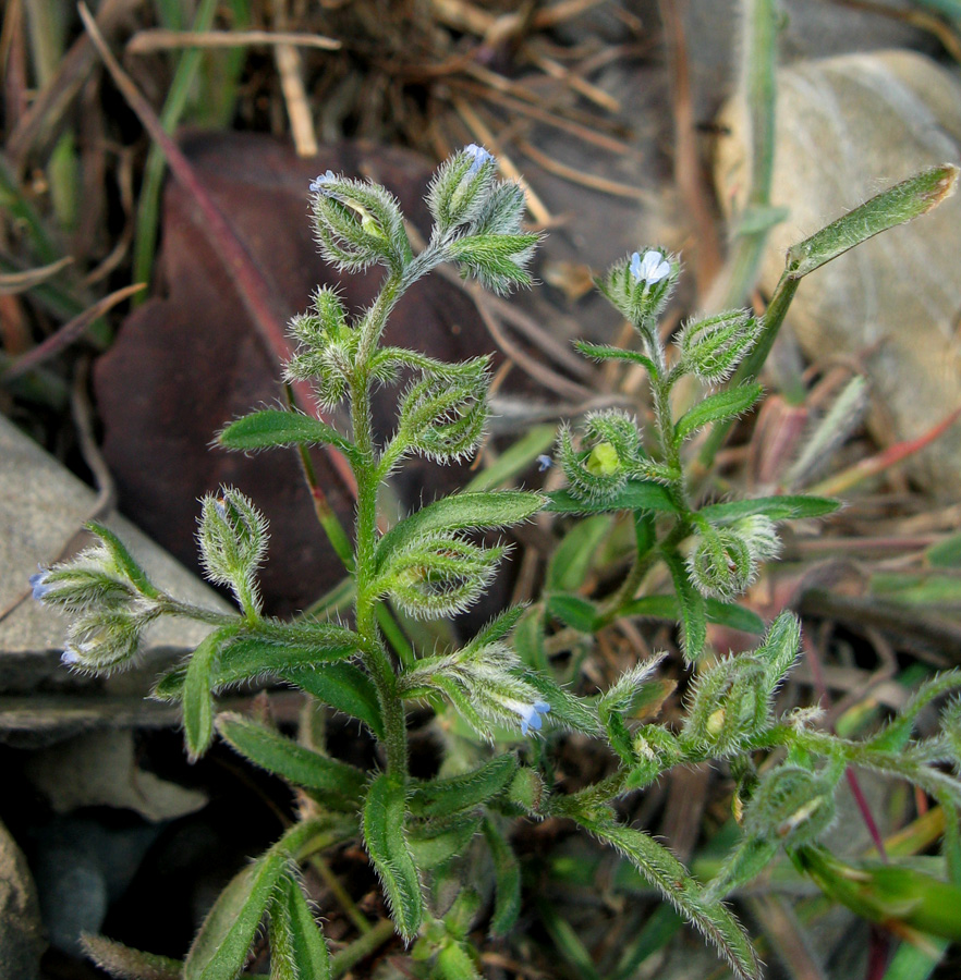 Image of Rochelia retorta specimen.