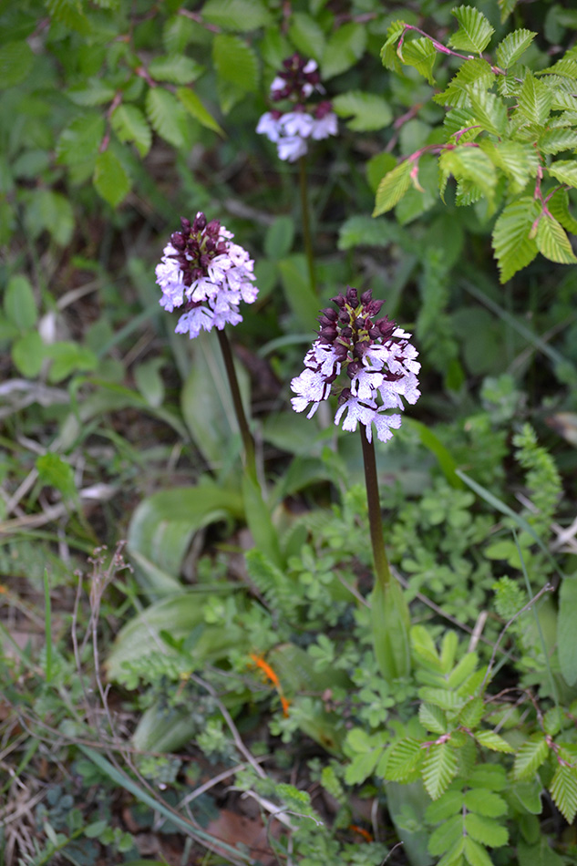 Image of Orchis purpurea specimen.