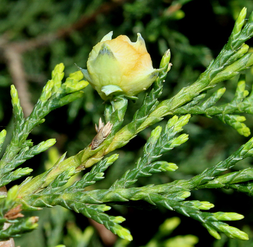 Изображение особи Cupressus &times; leylandii.