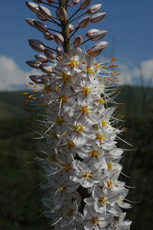 Image of Eremurus tianschanicus specimen.