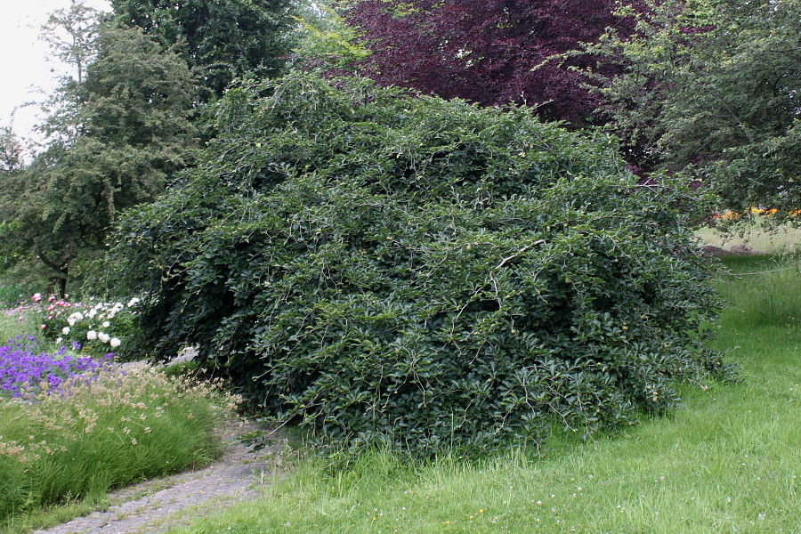 Image of Fagus sylvatica var. pendula specimen.