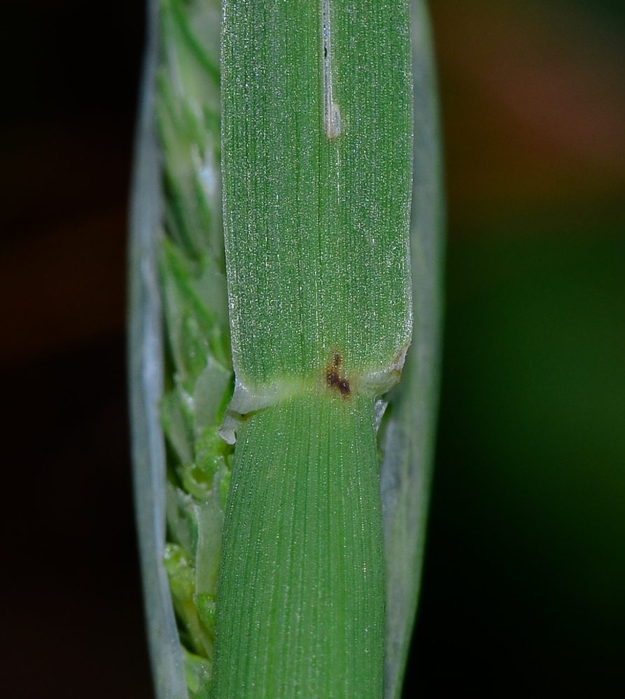 Изображение особи Phalaris paradoxa.