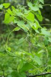 Aristolochia contorta. Побеги с цветками. Приморский край, Шкотовский р-н, окр. пос. Шкотово, правый берег р. Шкотовки, полидоминантный долинный лес. 10.07.2014.