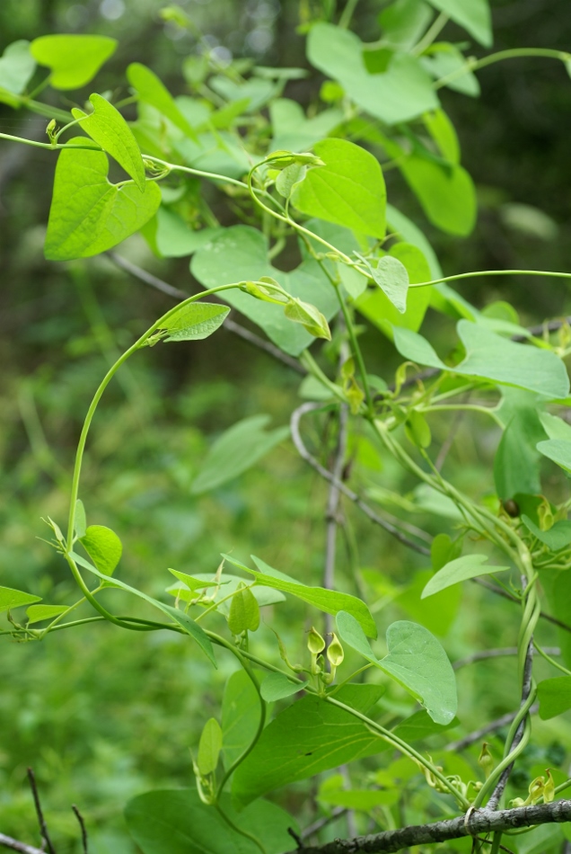 Изображение особи Aristolochia contorta.