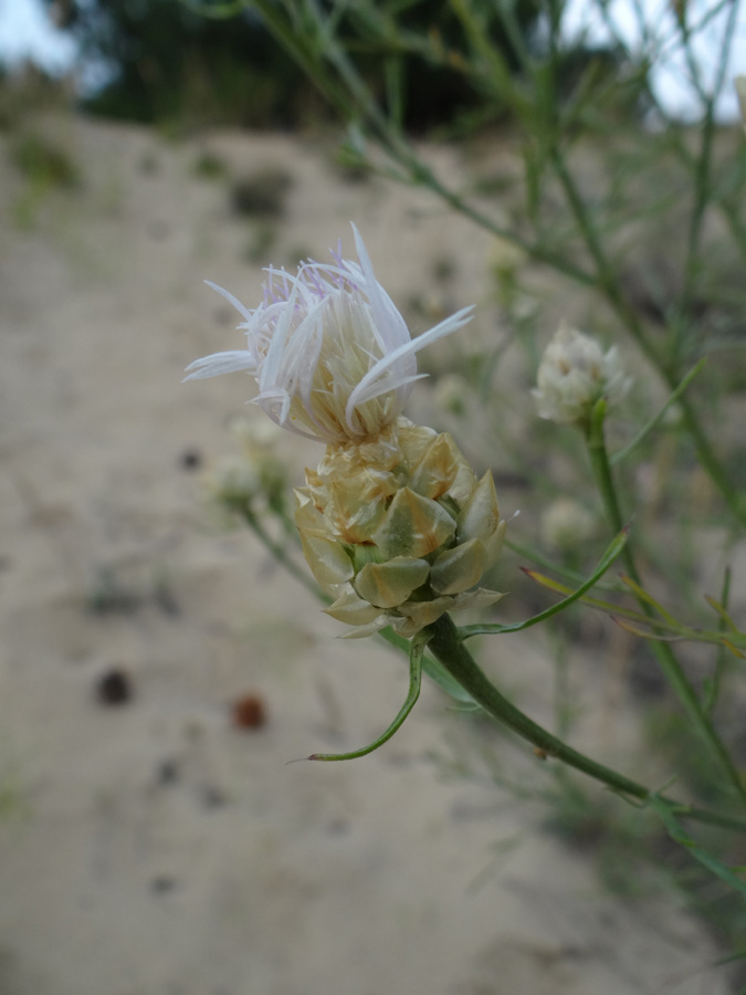 Image of Centaurea appendicata specimen.