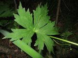 Aconitum umbrosum