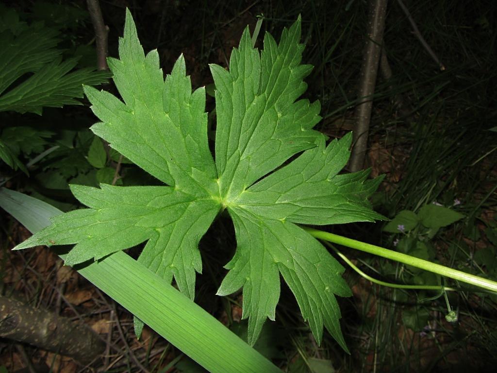 Изображение особи Aconitum umbrosum.