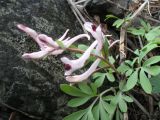 Corydalis schanginii. Цветущее растение. Казахстан, сев. уступ Джунгарского Алатау, ущ Коль-Асу. 6 мая 2013 г.