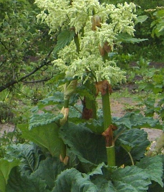 Изображение особи Rheum rhabarbarum.