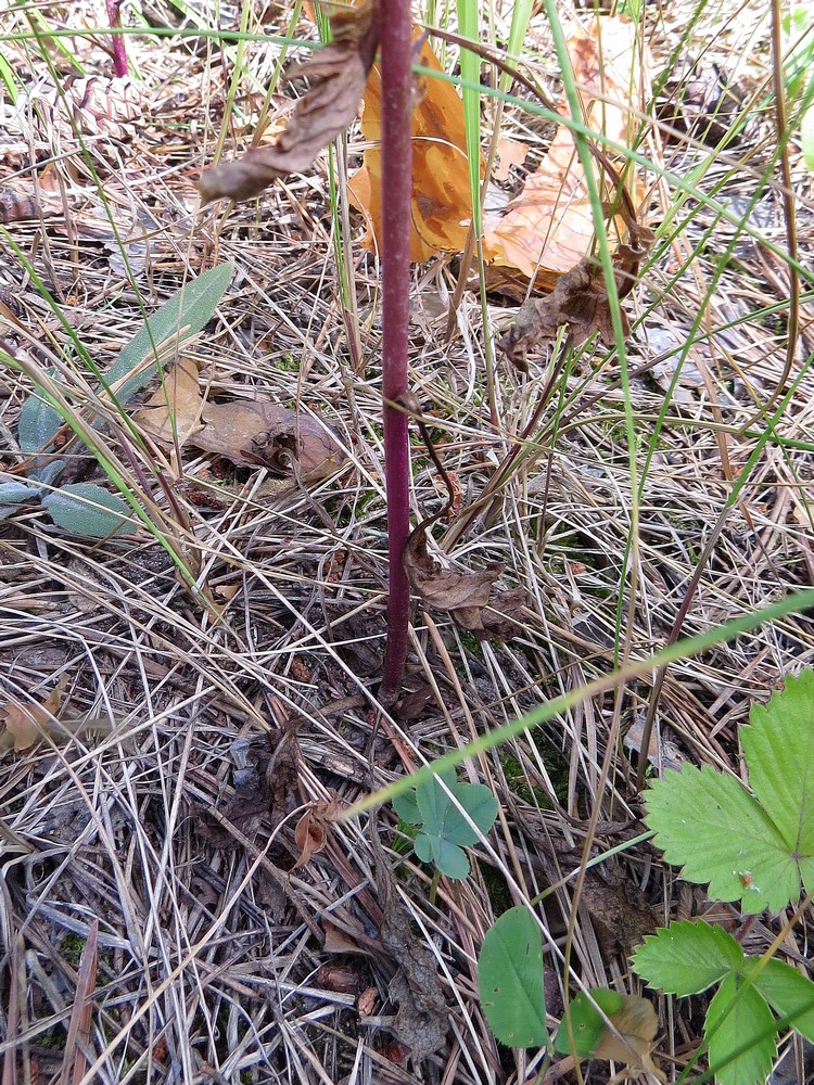 Image of Senecio jacobaea specimen.