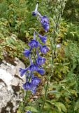 Delphinium fissum