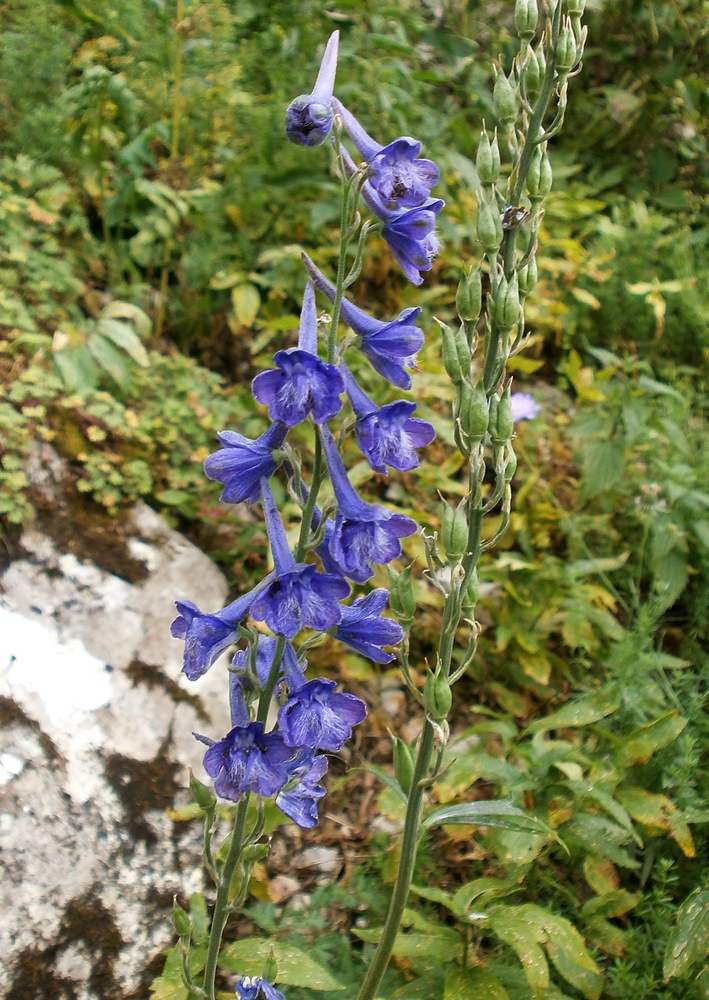 Image of Delphinium fissum specimen.