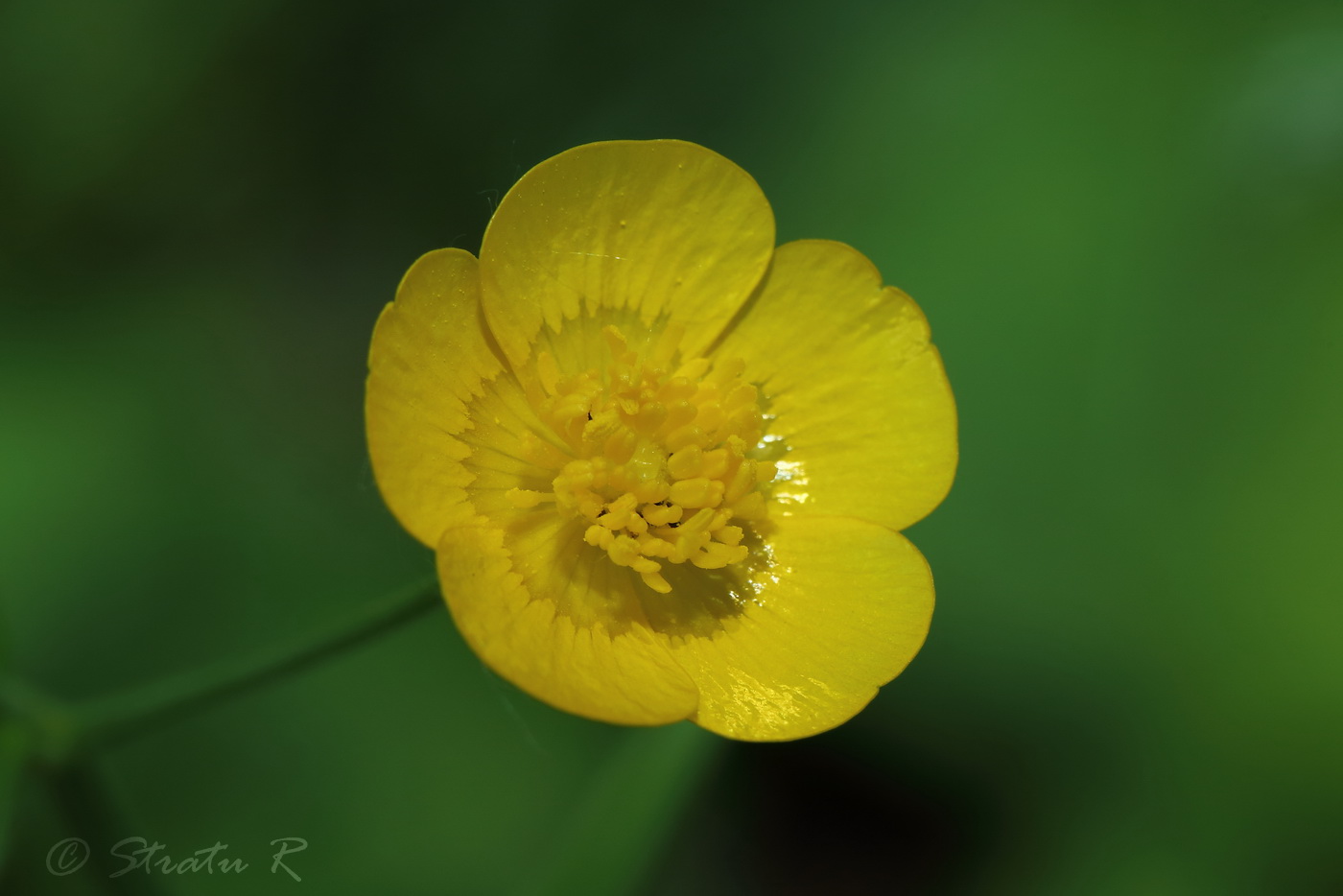 Изображение особи Ranunculus nemorosus.