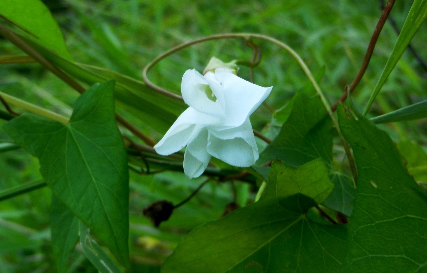 Image of Calystegia sepium specimen.