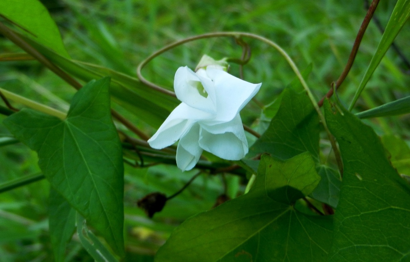 Изображение особи Calystegia sepium.