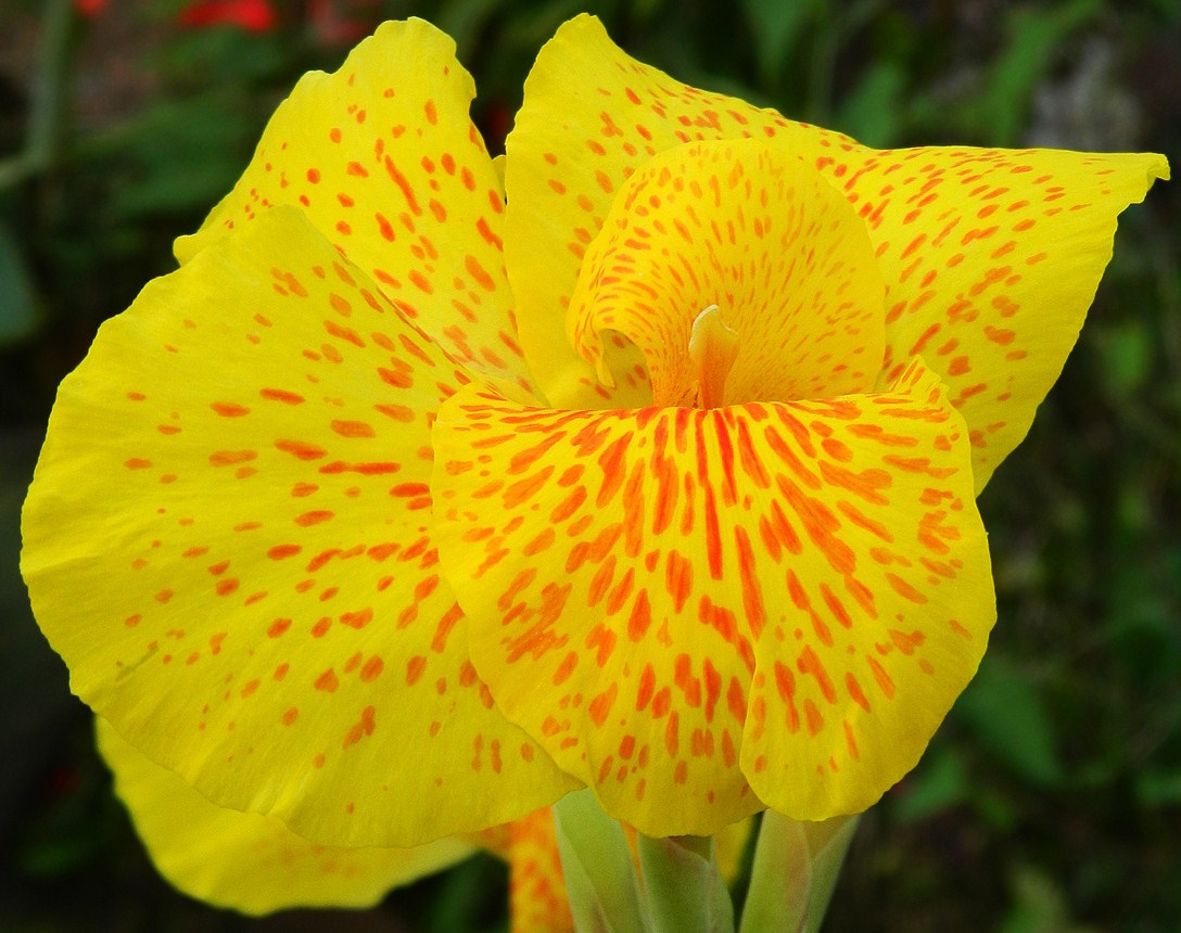 Изображение особи род Canna.