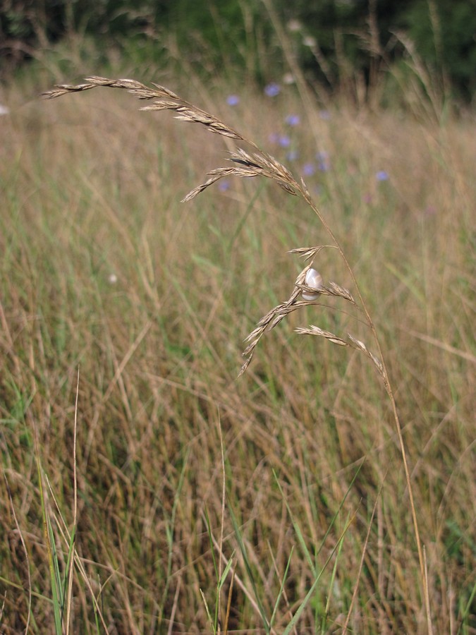 Image of Festuca arundinacea specimen.