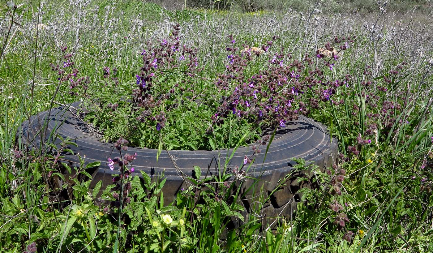 Изображение особи Salvia pinnata.