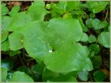 Hepatica nobilis. Лист. Тверская обл. Ржевский р-он, пойма р. Волга ниже д. Климово. 22 июля 2009 г.