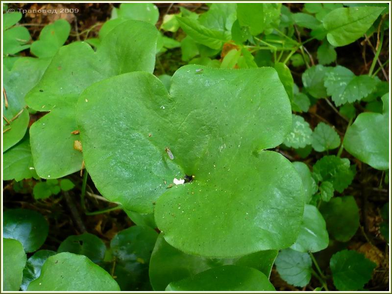 Image of Hepatica nobilis specimen.