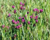 Trifolium pratense. Верхушки цветущих растений. Московская обл., Истринский р-н, Павловская слобода. 18.06.2008.