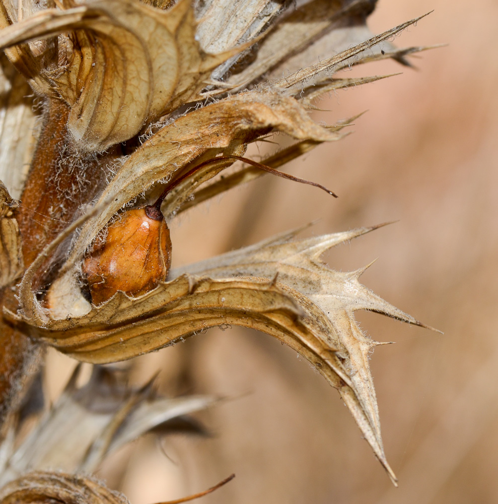 Image of Acanthus syriacus specimen.