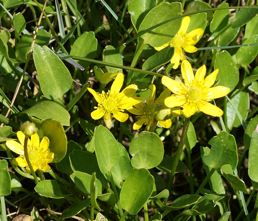 Image of Halerpestes salsuginosa specimen.