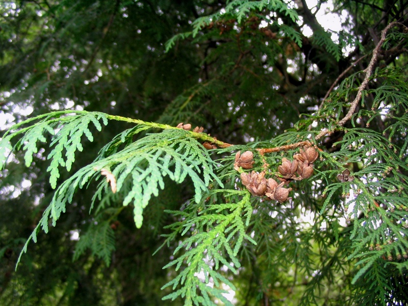 Изображение особи Thuja occidentalis.