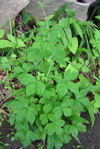 Image of Sanicula chinensis specimen.