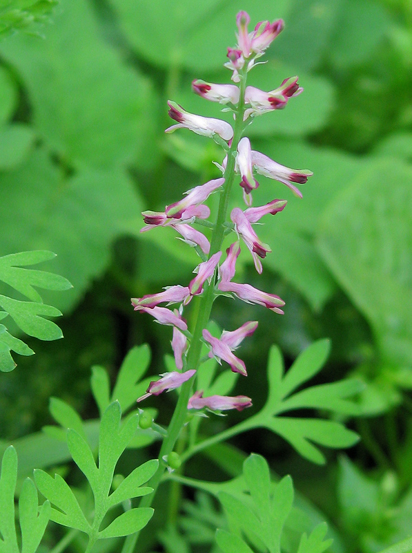 Изображение особи Fumaria officinalis.