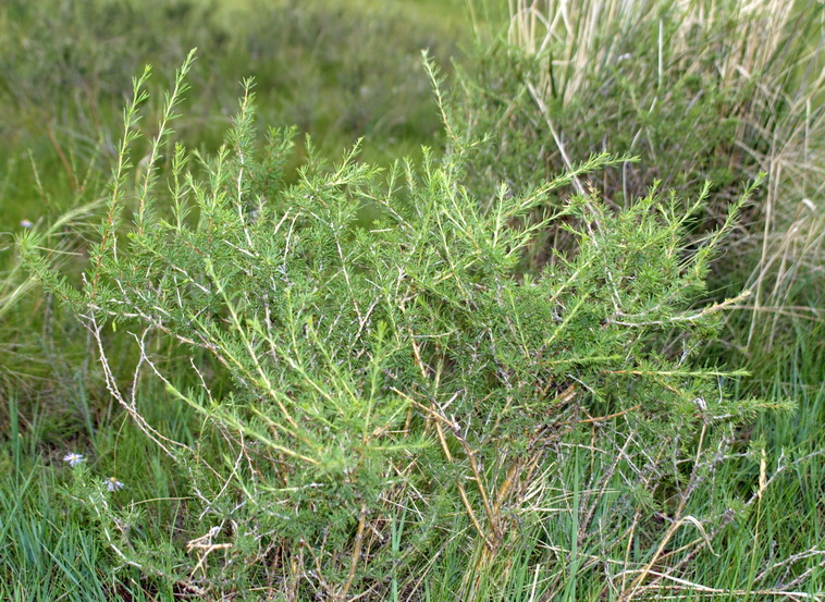 Image of Caragana pygmaea specimen.