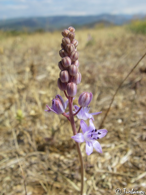 Image of Prospero autumnale specimen.