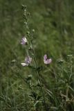 Malva thuringiaca