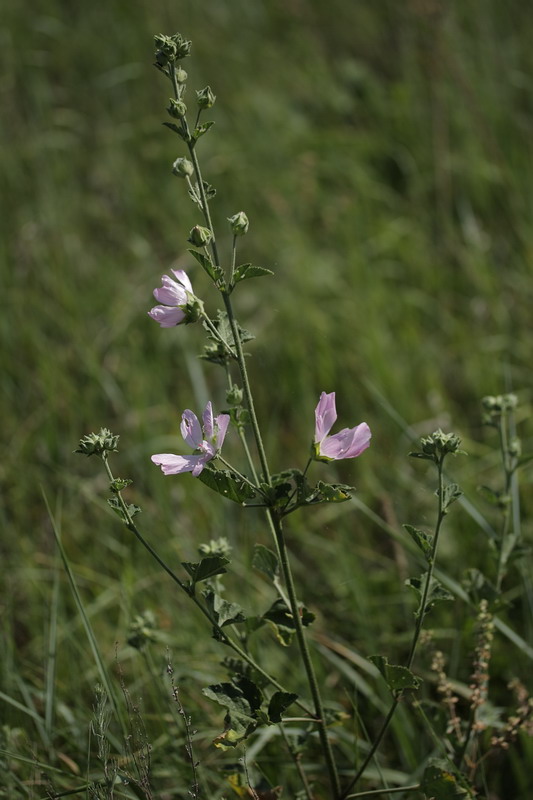 Image of Malva thuringiaca specimen.