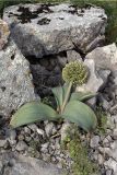 Allium karataviense. Растение в типичном местообитании. Южный Казахстан, горы Каракус. 07.05.2007.