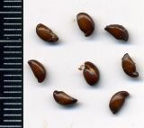 Amelanchier spicata. Семена. Курская обл., г. Железногорск, в культуре. 1 июля 2009 г.