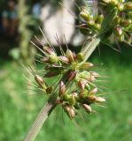 Setaria verticillata