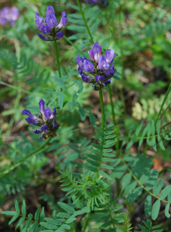 Изображение особи Astragalus danicus.