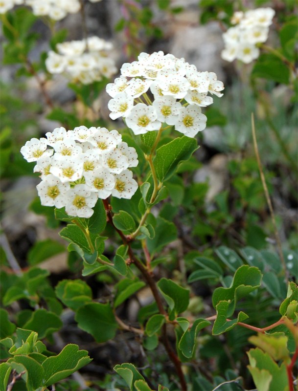 Image of Spiraea trilobata specimen.