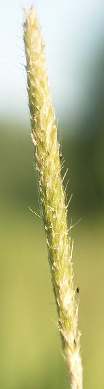 Изображение особи Alopecurus pratensis.