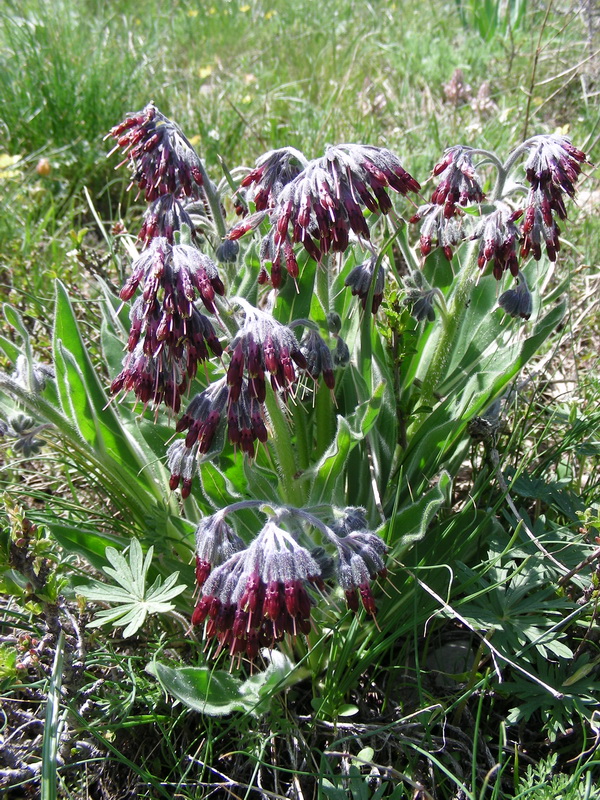 Image of Rindera oblongifolia specimen.