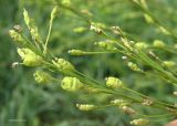 Armoracia rusticana