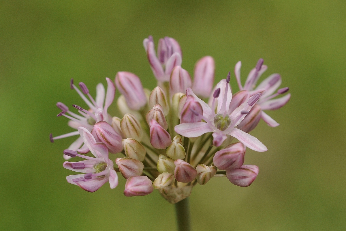 Изображение особи Allium lepsicum.