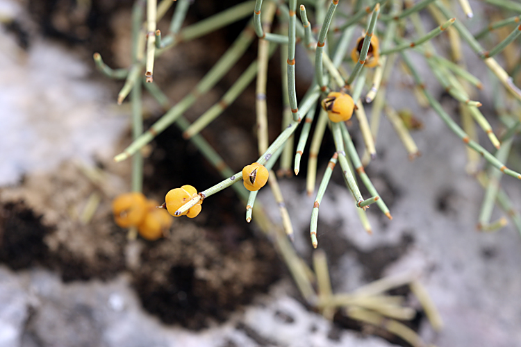 Image of Ephedra equisetina specimen.