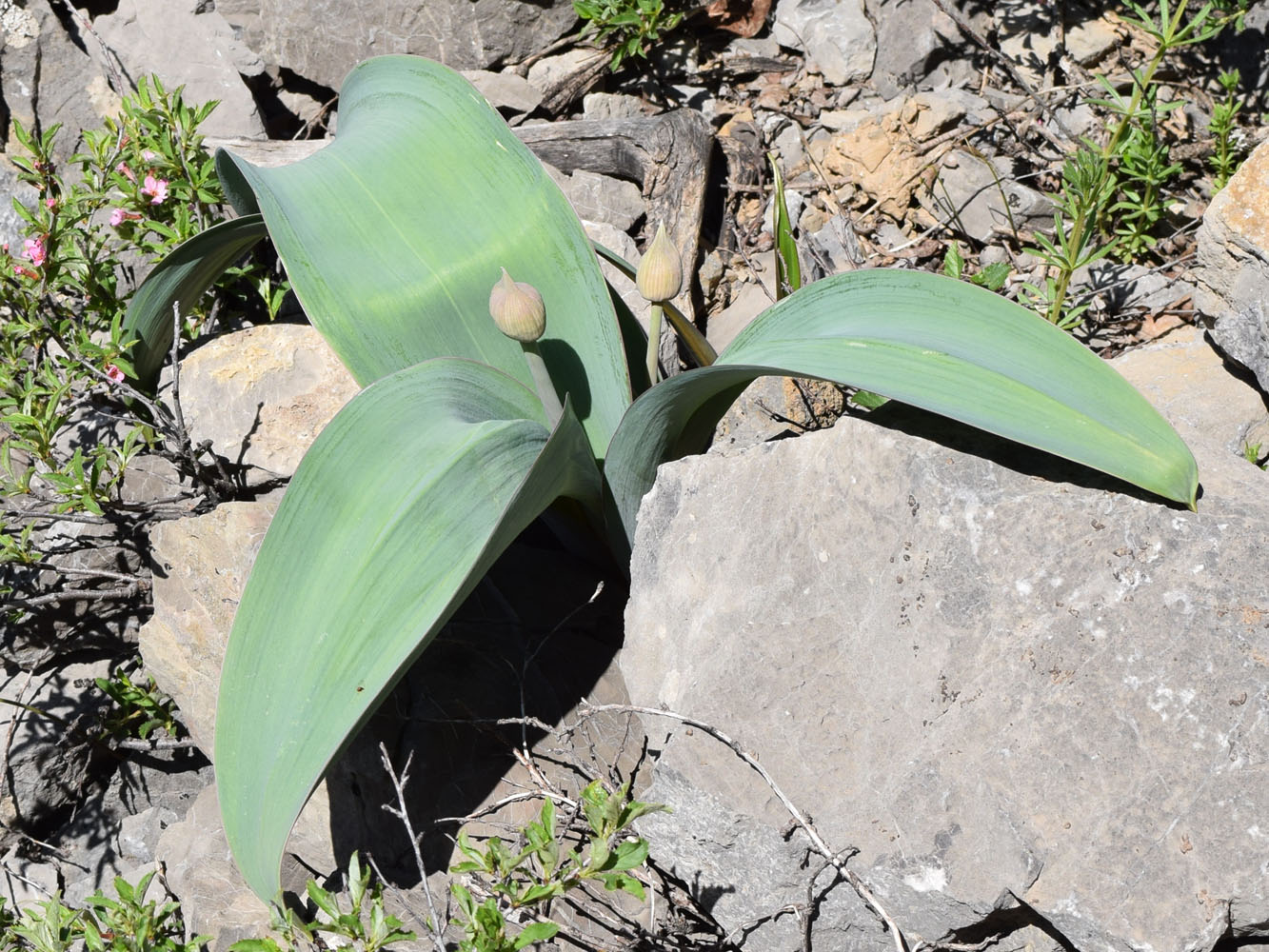 Изображение особи Allium karataviense ssp. henrikii.