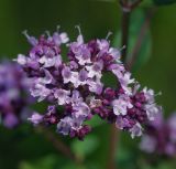 Origanum vulgare. Соцветие. Владимирская обл., Ковровский р-н, окр. дер. Митино, лесная вырубка. 04.07.2015.