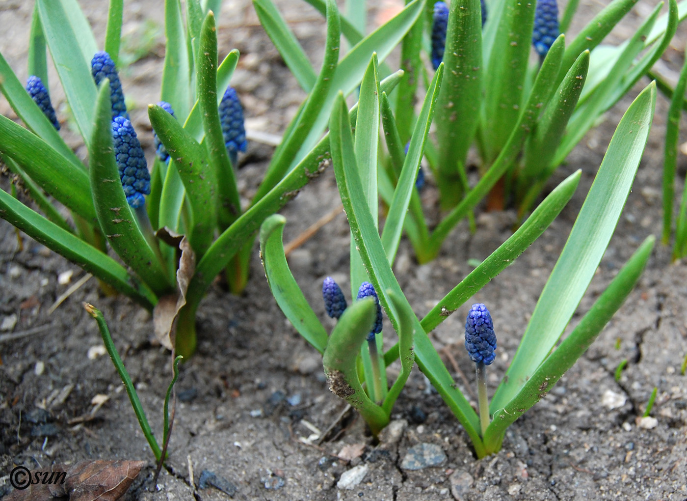 Изображение особи Muscari botryoides.