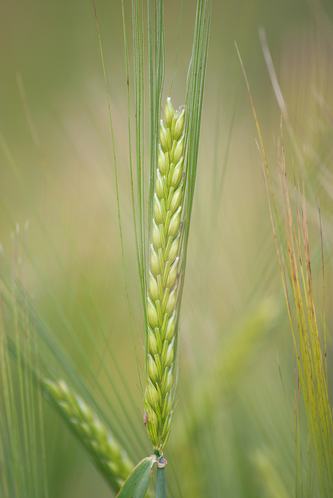 Изображение особи Hordeum distichon.