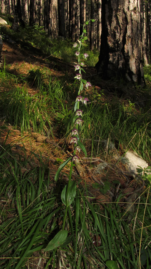 Image of Epipactis distans specimen.